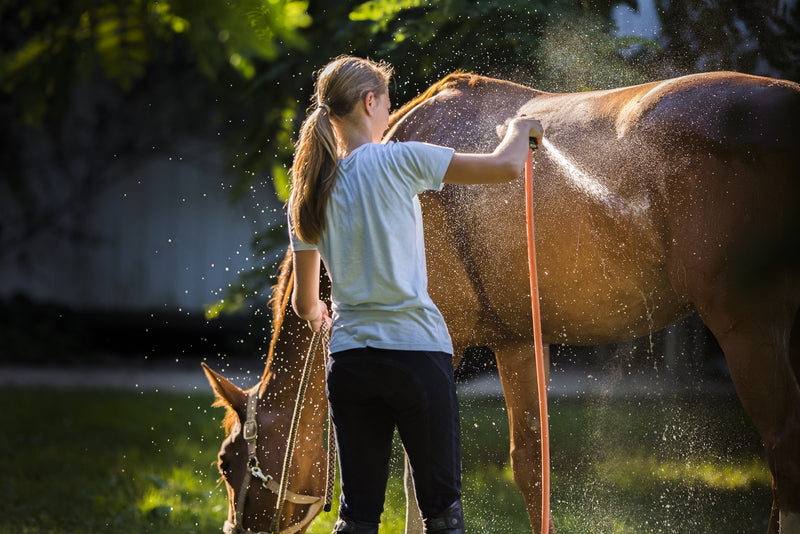Summer Horse Health Tips For Hot Weather