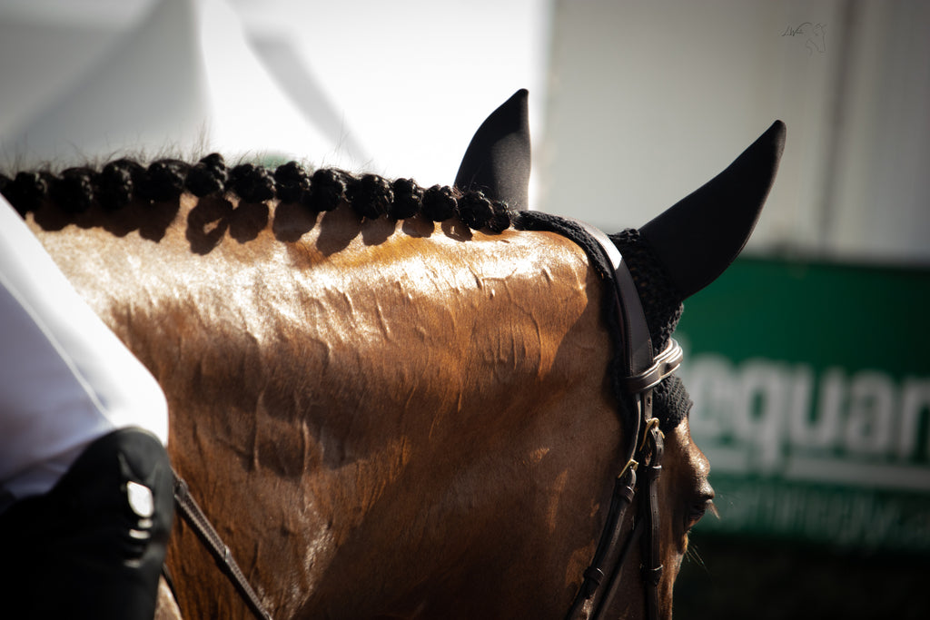 Can I Treat My Horse With Supplements For Heaves?