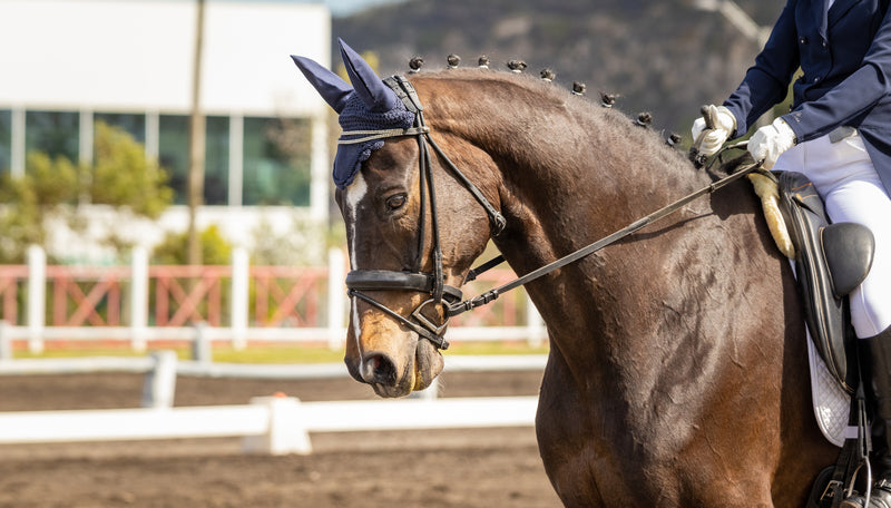 The Best Muscle Supplements For Competition and Show Horses